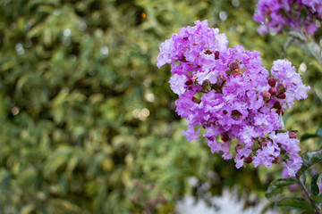 A closeup of beautiful blue-purple flowers. Selective soft focus, shallow depth of field. Blurred image than flowers.