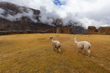 Obraz premium Ruins of the village of Pumamarka (Puma Marka) and llamas. Peru.