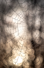 Closeup of a spider web with water droplets early in the morning with the sun shining on the background