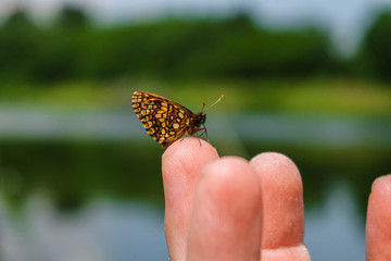 Little young butterfly sits on a human finger. Butterfly of the Nymphalidae family - Draftswoman.