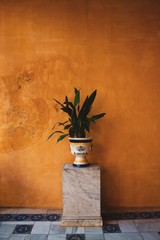 Plant against ocre wall