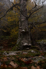 old tree in the forest