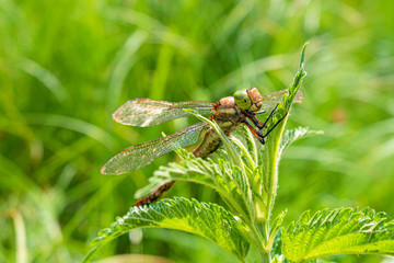 Large dragonfly sits on green herb. Unequal wings dragonflies.
