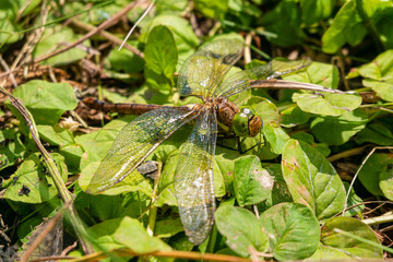 Large dragonfly on green leaves. Unequal wings dragonflies.