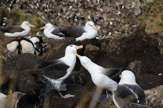 Schn&auml;belnde Albatrosse auf Falklandinseln -Federpflege