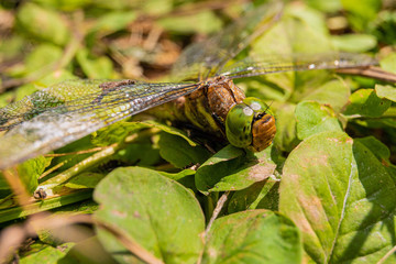 Large dragonfly sits on green leaves. Unequal wings dragonflies.