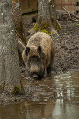 The wild boar is looking at camera. 