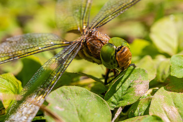 Face of large dragonfly on green leaves