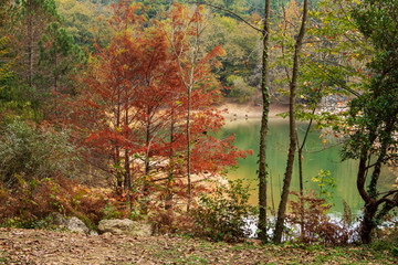 Colorful trees and lake in Ataturk Arboretum. Reflections trees in water. Fall scene. Istanbul, Turkey