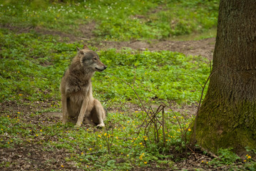 Grey wolf is sitting in his natural enviroment. 