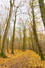 Fototapeta premium Late autumn season at the forest trail with the ground full of fallen yellow leaves.