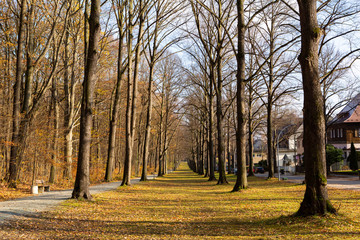 Beautiful park long path with tall trees leading lines during late autumn season