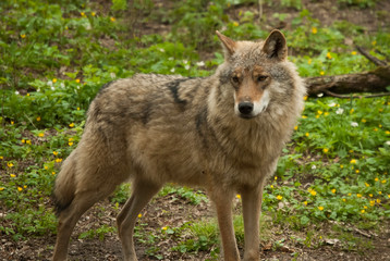 Male of the Canis lupus (wolf) also known as the grey wolf.