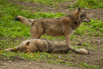 Naklejka na ściany i meble Canis lupus (wolf) also known as the grey wolf in the natural enviroment.
