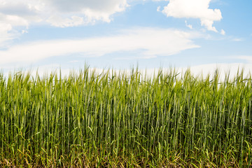 Green rye ears ripening under the bright blue summer cloudy sky
