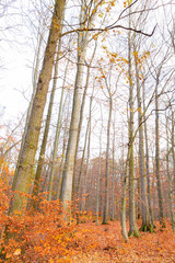 Late autumn season at the forest with the ground full of fallen red leaves.