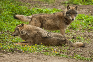 Naklejka na ściany i meble Couple of the Canis lupus (wolf), known as the gray wolf or grey wolf.