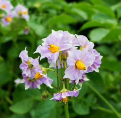 Fototapeta premium Flowered potato in summer. Potatoes plants with flowers growing on farmers fiels.