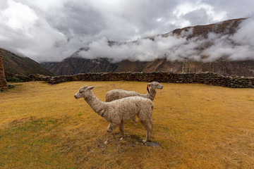 Ruins of the village of Pumamarka (Puma Marka) and llamas. Peru. - obrazy, fototapety, plakaty