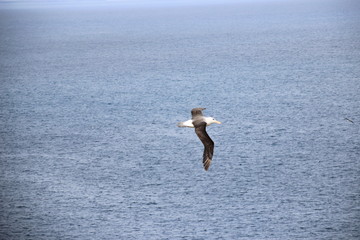 Fototapeta na wymiar Fliegender Albatross auf Falklandinseln West Point