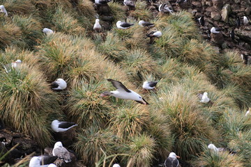 Fliegender Albatross auf Falklandinseln West Point