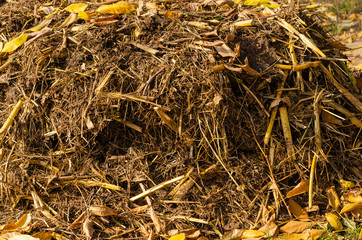  Rich organic manure compost, ready for use in the field