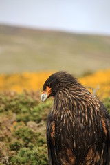 Falkland Karakara im Profil - West Point Island