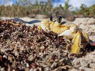 Crab Hanging out on the Beach