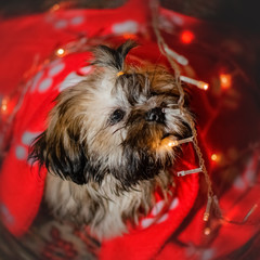 cute puppy shih tzu dog new year photo shoot magical light home comfort