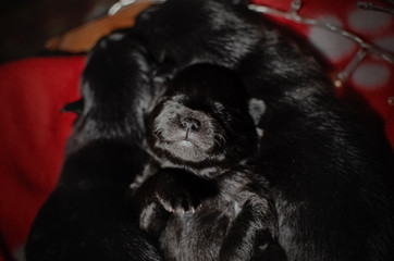 cute newborn puppy spitz new year photo shoot first photos magic light home comfort