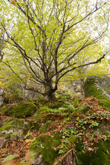 Fototapeta premium autumn in the park