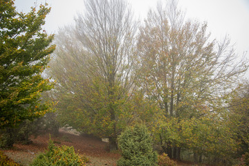 Obraz premium morning in the forest