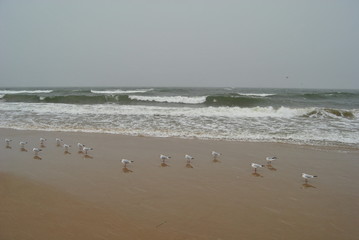 Seagulls are resting on the beach. Gdansk Brzezno beach at winter time, Poland. 