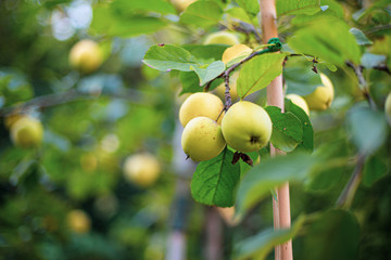 Pommes dans un pommier