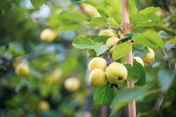 Pommes dans un pommier