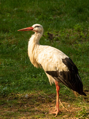 Fototapeta premium white stork on green grass