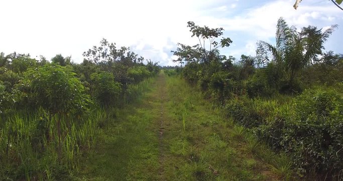 Agricultural Land with Grassy Soil, some Dead Trees and Palm Trees Growing in Pando, Bolivia