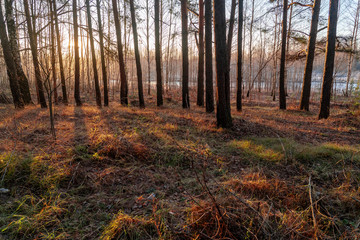 Morning in pine tree forest
