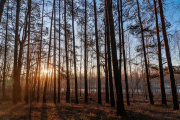 Fototapeta premium Sunrise in the pine tree forest. Early Winter