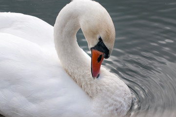 Fototapeta na wymiar white swans on an autumn lake on a sunny day