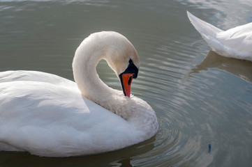Obraz premium white swans on an autumn lake on a sunny day