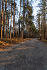 Old asphalt road in a forest. Morning view