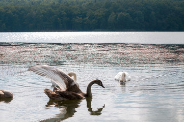 white swans on an autumn lake on a sunny day