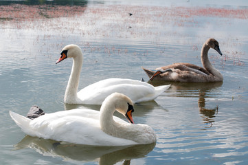 white swans on an autumn lake on a sunny day