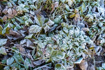 frozen green grass under first snow
