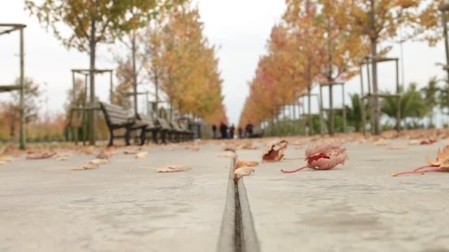 Fallen leaves on the ground in the wind
