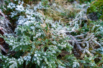 Frozen Christmas tree branches under snow and ice crystals