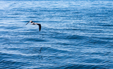 SEAGULL FLYING OVER THE SEA ON THE PORTUGAL COAST