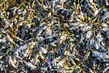 Grass and Ice on the sun light texture