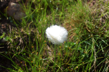 Common cottongrass (cottonsedge, eriophorum angustifolium) seen in Bygdin, Norway